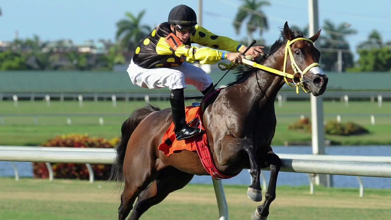 Analysis: Horse racing below microscope once more with Derby DQ
